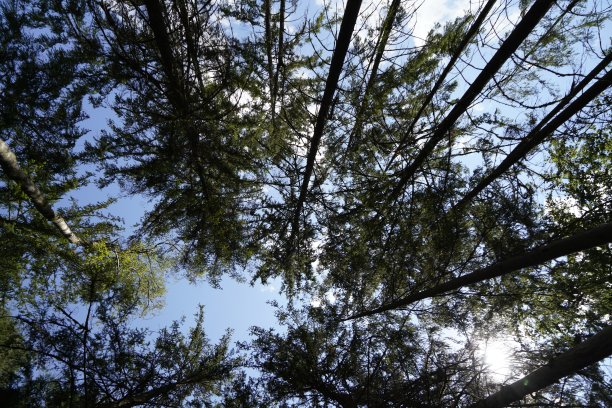 气候变化、干旱和风暴以及森林砍伐导致的森林枯死图片下载