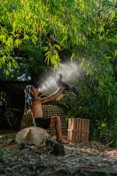 在泰国东北部的Sakon Nakhon的一片森林里，亚洲成熟的当地雄性斗鸡驯兽师在日出时分用嘴喷水来饲养和训练他的公鸡。图片下载