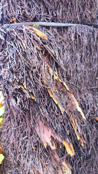 装饰性的根图片下载