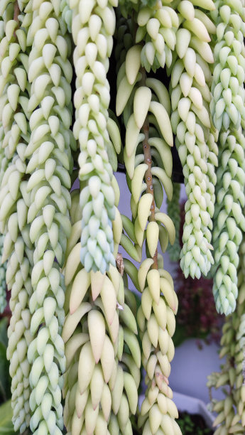 装饰植物图片下载