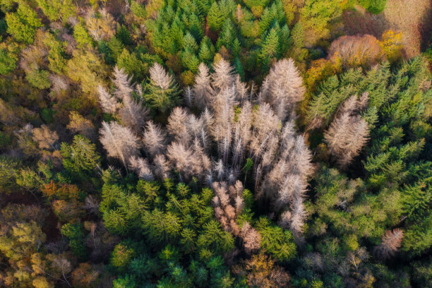 森林里的杉树被树皮甲虫咬死图片下载