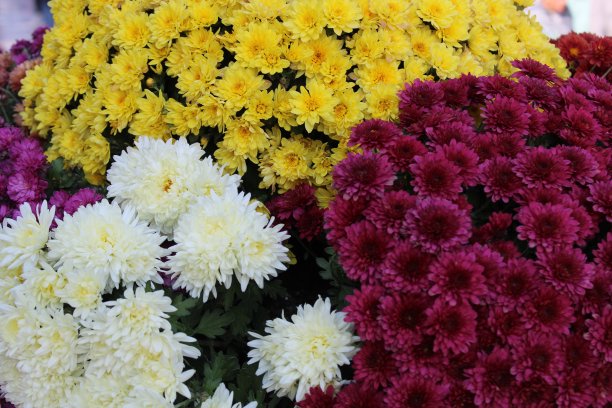 菊花(Chrysanthemum morifolium)是菊科多年生植物的杂交种。图片下载