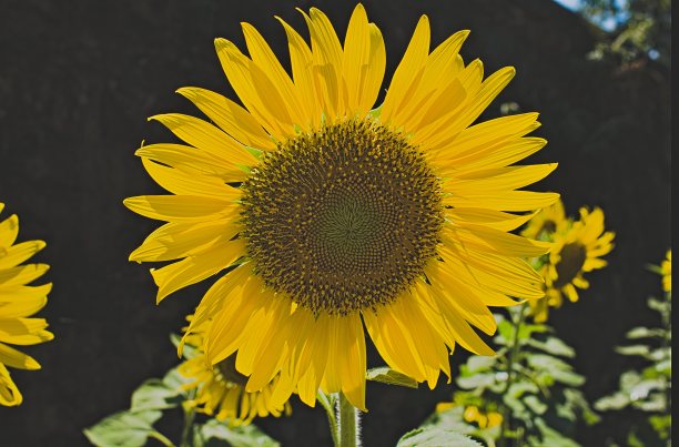 对着阳光，在向日葵上水平靠近图片下载