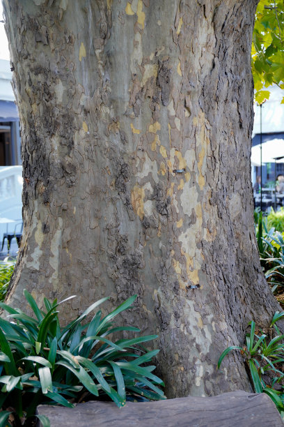 颜色多样的树皮图片下载