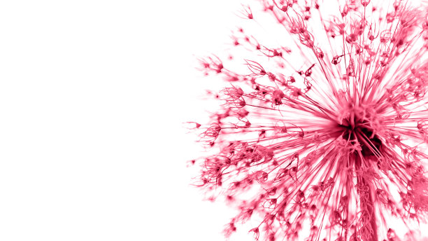 白色底色上的品红花图片下载