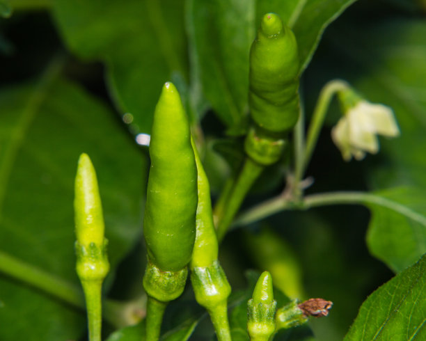 大型泰国辣椒树图片下载