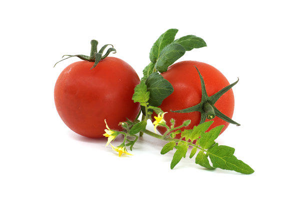 绿色叶子和白色花朵的西红柿图片下载