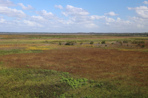 佩恩斯草原州立公园-佛罗里达图片下载