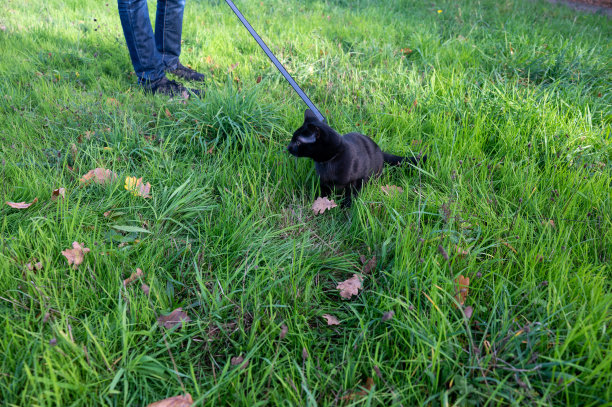 黑猫和主人在草地上奔跑图片下载