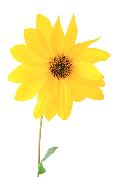 洋蓟花图片下载