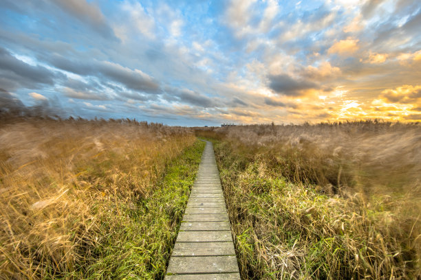 穿过潮汐沼泽的木制走道图片下载