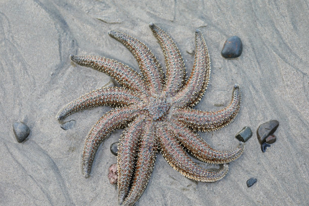 海滩上的海星图片下载
