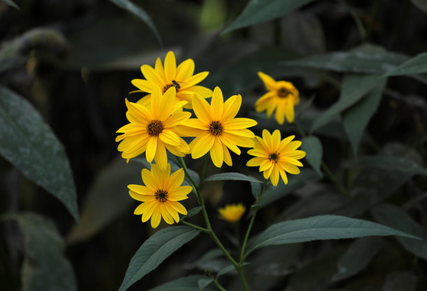 开黄花的耶路撒冷洋蓟向日葵图片下载