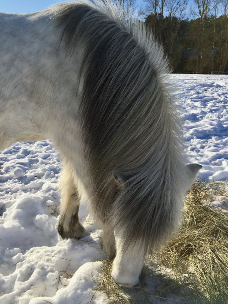 在雪地外面用干草喂马图片下载