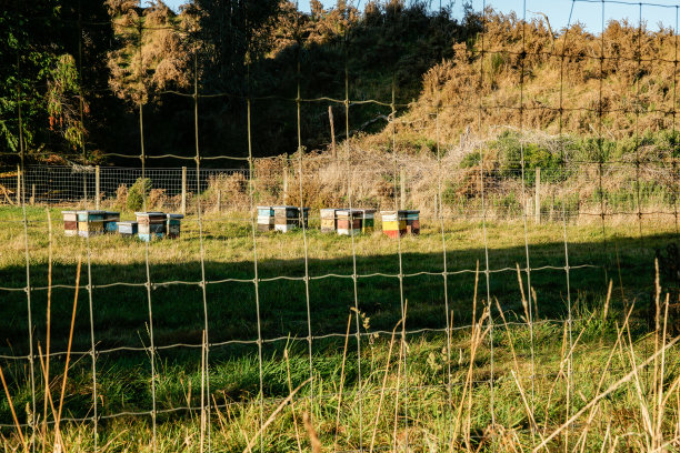 蜂箱穿过田野图片下载