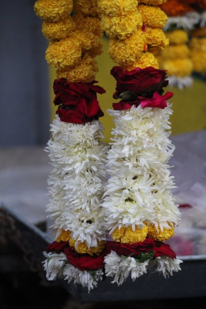 一束花图片下载