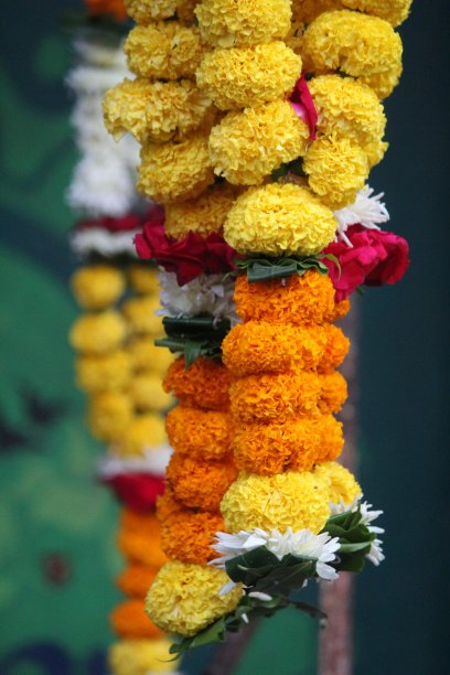 一束花图片下载