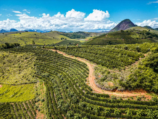 巴西咖啡种植园无人机拍摄图片下载