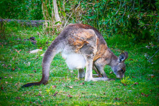 袋鼠，澳大利亚的袋鼠或小袋鼠图片下载