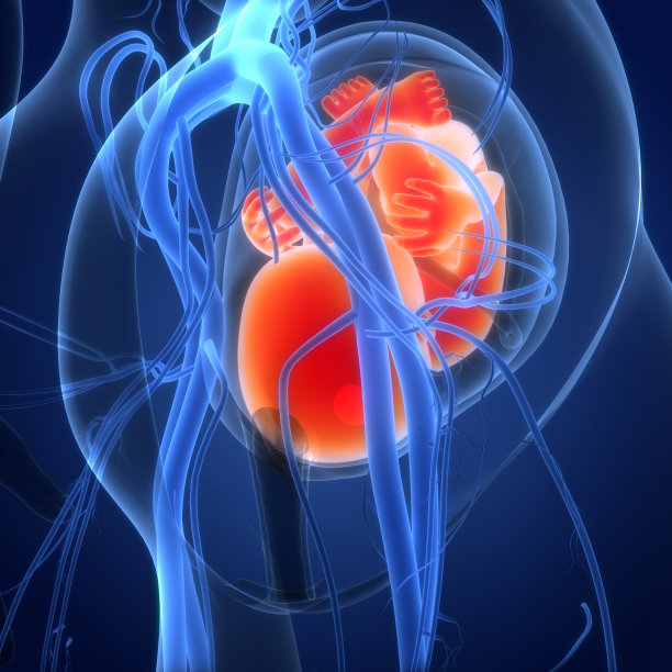 子宫解剖中的人类胎儿图片下载