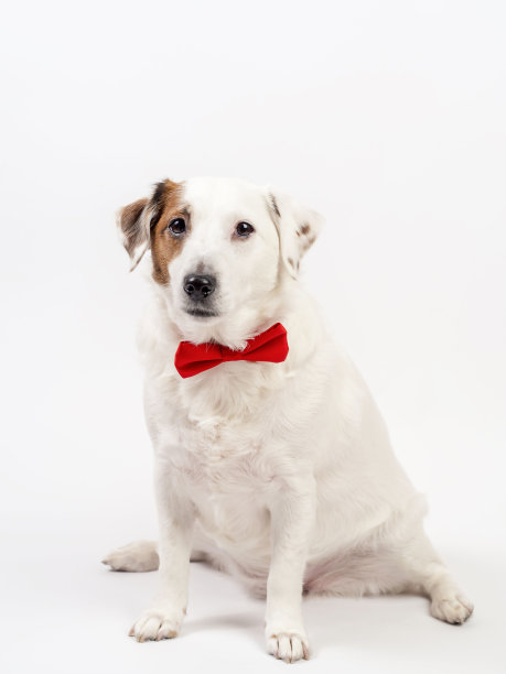 白色背景上坐着一只红蝴蝶的白狗。照片可以用于传单，日历，横幅。图片下载
