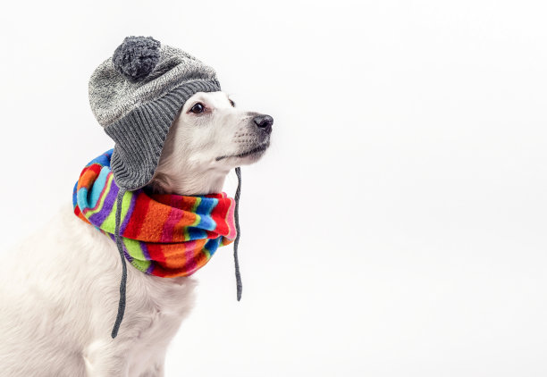一只戴着彩色围巾和领带帽子的狗坐在白色背景上。可用于传单，横幅，日历和明信片。图片下载