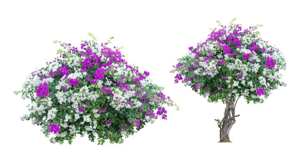 大套美丽的三角梅树与黄色，红色，橙色的花孤立在白色背景与修剪路径。图片下载