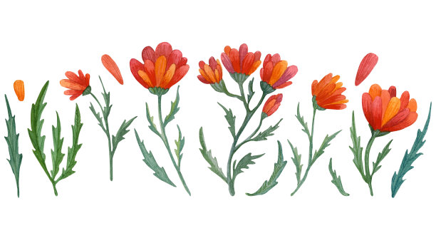 水彩画在白色背景上手绘孤立的元素:红色的花朵，绿色的叶子和红色的花瓣图片下载