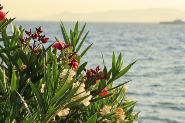 一束五颜六色的花和绿叶，背景是海景图片下载