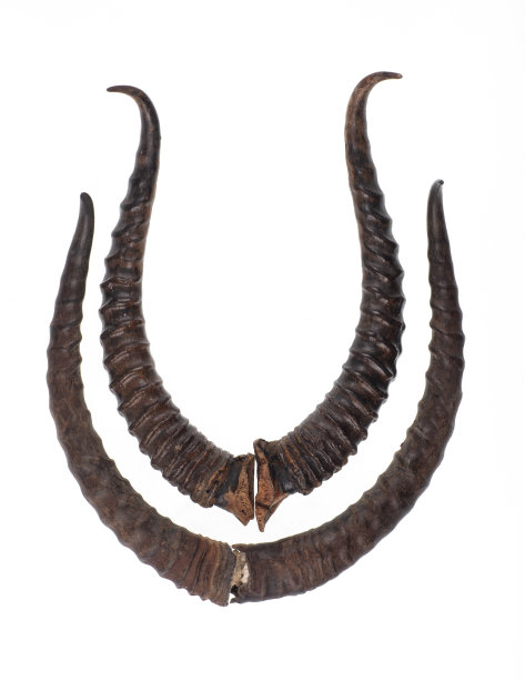 孤立在白色背景上的赛加羚羊角图片下载