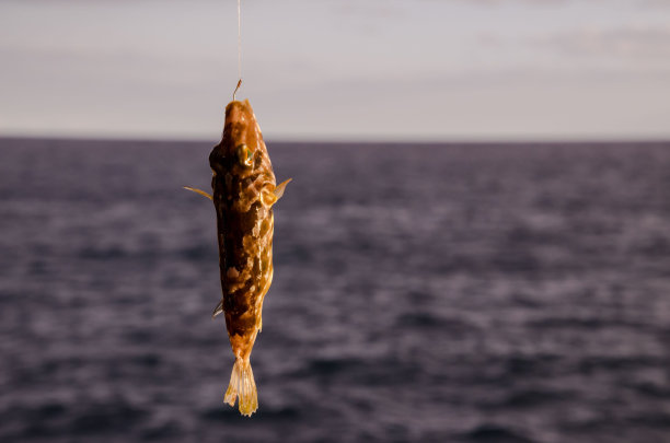 一海鱼上钩，数码照片图像图片下载