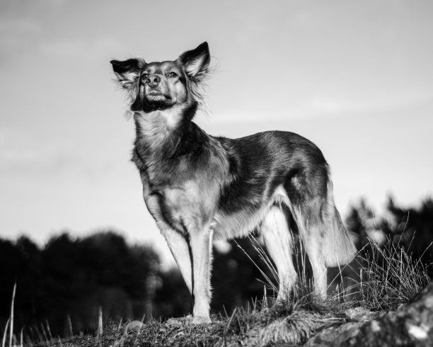 公园里一只狗的灰度图图片下载