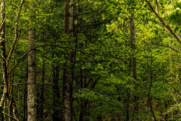 在一个阳光明媚的日子里，蓝岭公园大道上，茂密的绿色森林笼罩着绿色的树叶图片下载