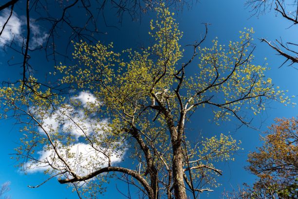 低角度的树梢，到处都是绿色的叶子，背景是云和蓝天图片下载