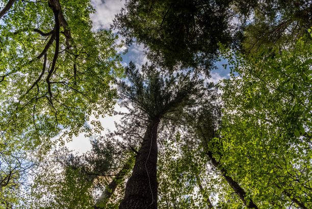 低角度的树顶，绿色的叶子，在森林里，云层和蓝天的背景图片下载