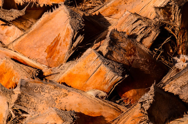 微距的一个棕榈树树干，数码照片图像图片下载