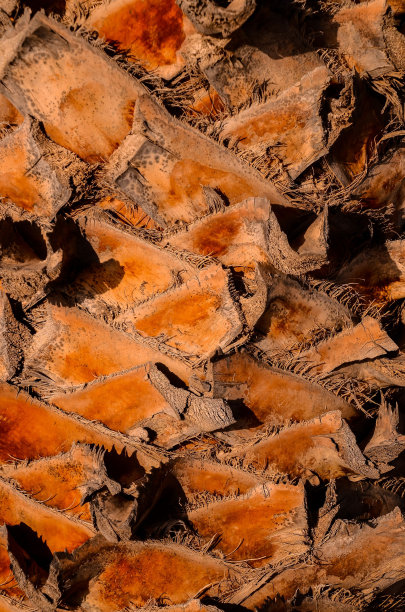 微距的一个棕榈树树干，数码照片图像图片下载