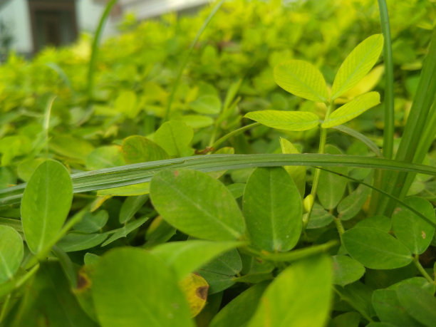 花生平托的特写，白天花园里的绿色平托花生叶子。图片下载