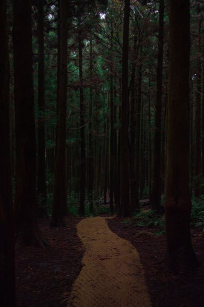 穿过黑暗森林的步道图片下载