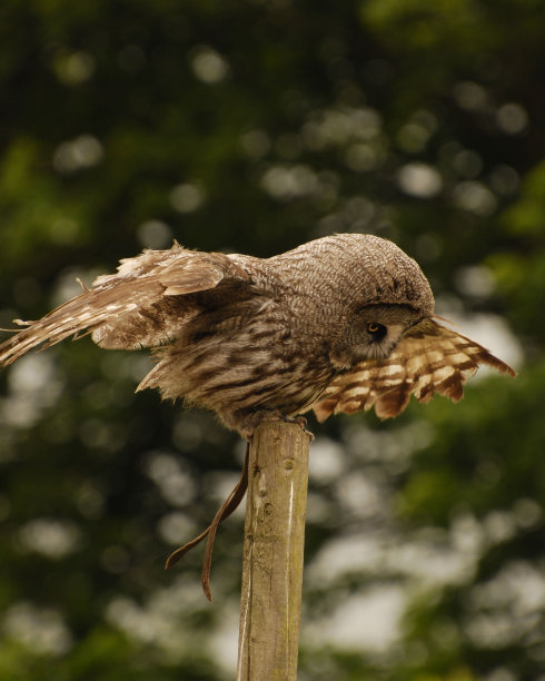 垂直特写的大灰色猫头鹰(Strix星云)栖息在木柱上图片下载