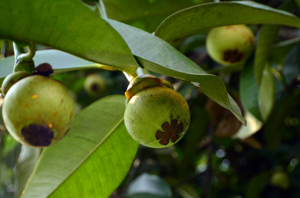 山竹果图片下载