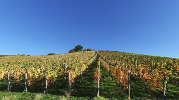在巴登符腾堡州的斯图加特周围，秋天的葡萄酒种植区和彩色葡萄藤的自然景观图片下载
