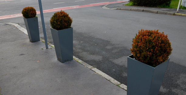 长着小叶子的常绿灌木或乔木，原产于地中海。它被园丁剪成一个绿球的形状。花盆是灰色的金属棱柱，一个略圆锥形的花盆，停车图片下载