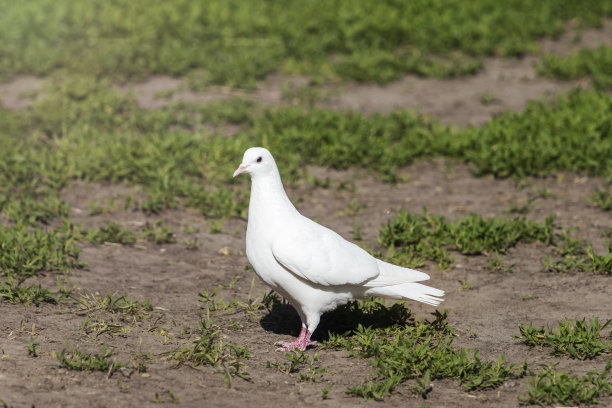 白鸽站在绿草地上图片下载