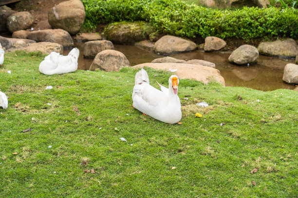 一只美丽的白鸭子图片下载