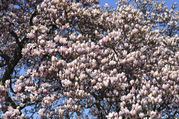 木兰树图片下载