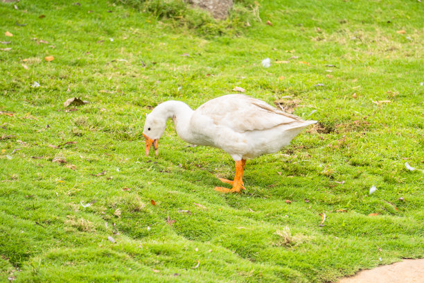 一只美丽的白鸭子图片下载