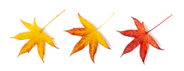 孤立的秋叶，彩色的秋树叶，红橙色的叶子，黄色的秋叶图片下载