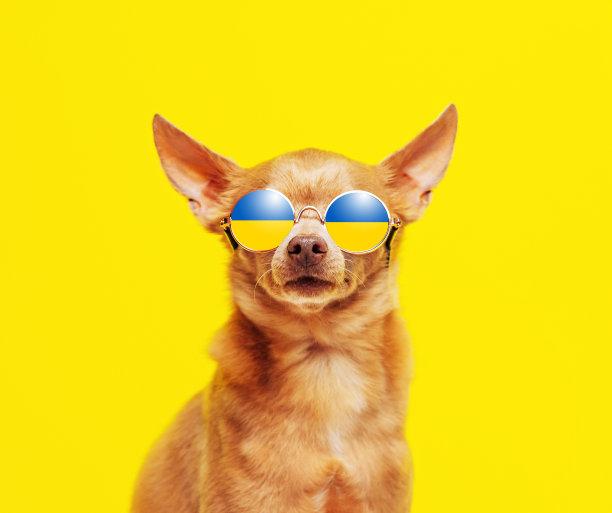 戴墨镜的狗，黄色背景下有乌克兰国旗。图片下载