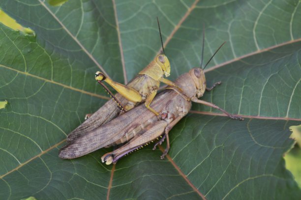 可爱的蚱蜢图片下载